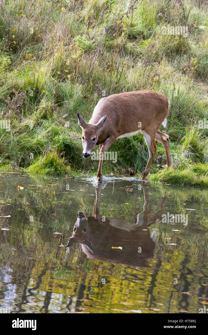 White-Tailed Deer spashing durch einen Teich. Stockfoto