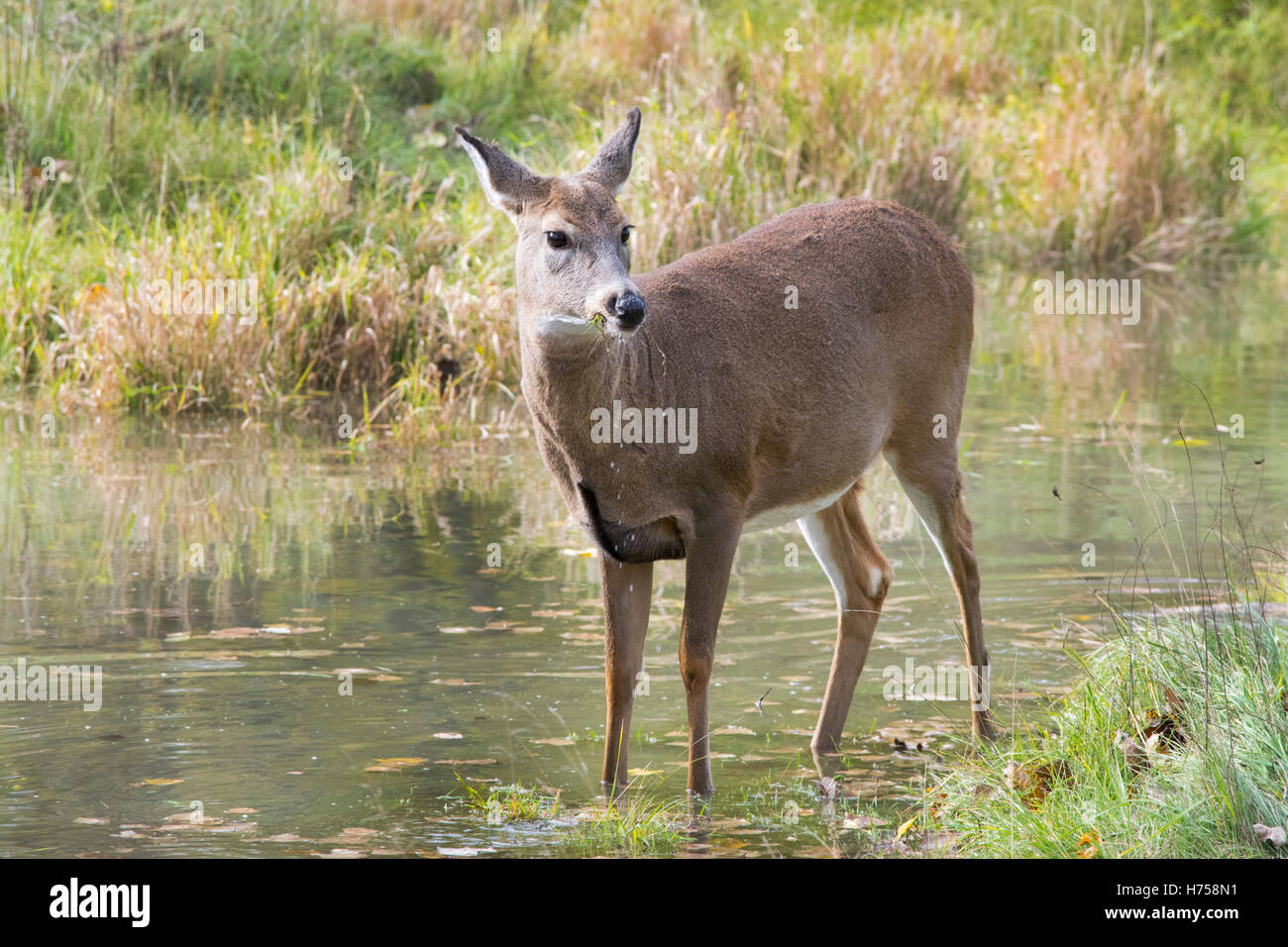 Ein White-Tailed Deer Standing im Teich. Stockfoto