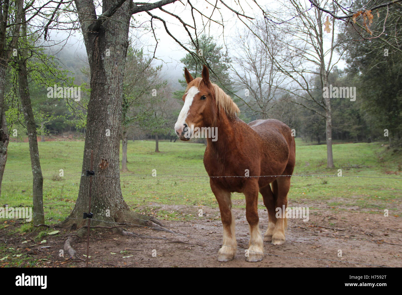 Große braune Pferd in der Natur Stockfoto