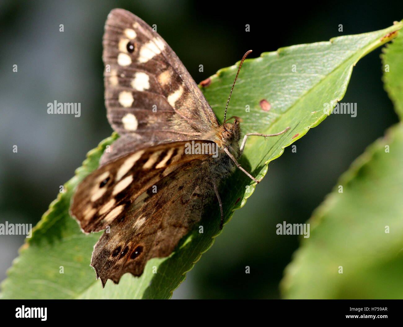 Weiblichen europäischen gesprenkelten Holz Schmetterling (Pararge Aegeria) posiert auf einem Blatt, Flügel geöffnet Stockfoto