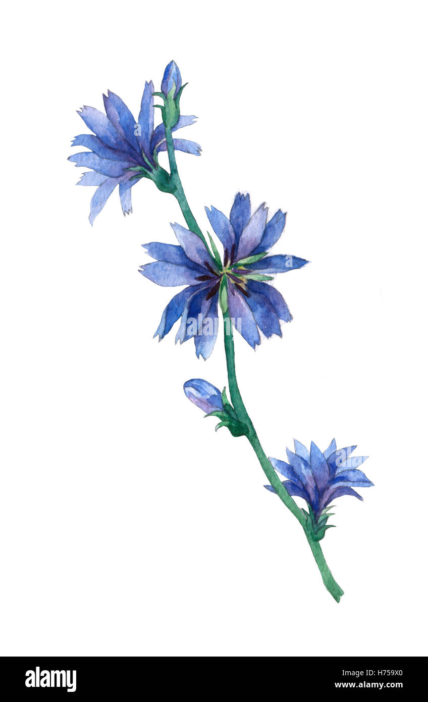 Blaue Chicorée Blumen. Gemeinsamen Chicorée (Cichorium Intybus) ist eine buschige, mehrjährige Pflanze. Aquarell Hand Malerei Illustration. Stockfoto