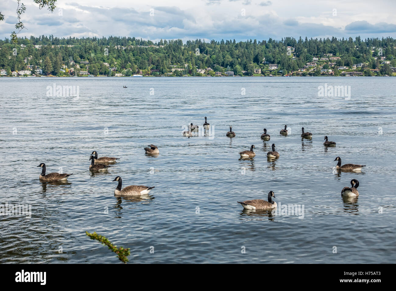 Kanadagänse Paddeln auf dem Wasser bei Seward Park in Seattle, Washington. Stockfoto