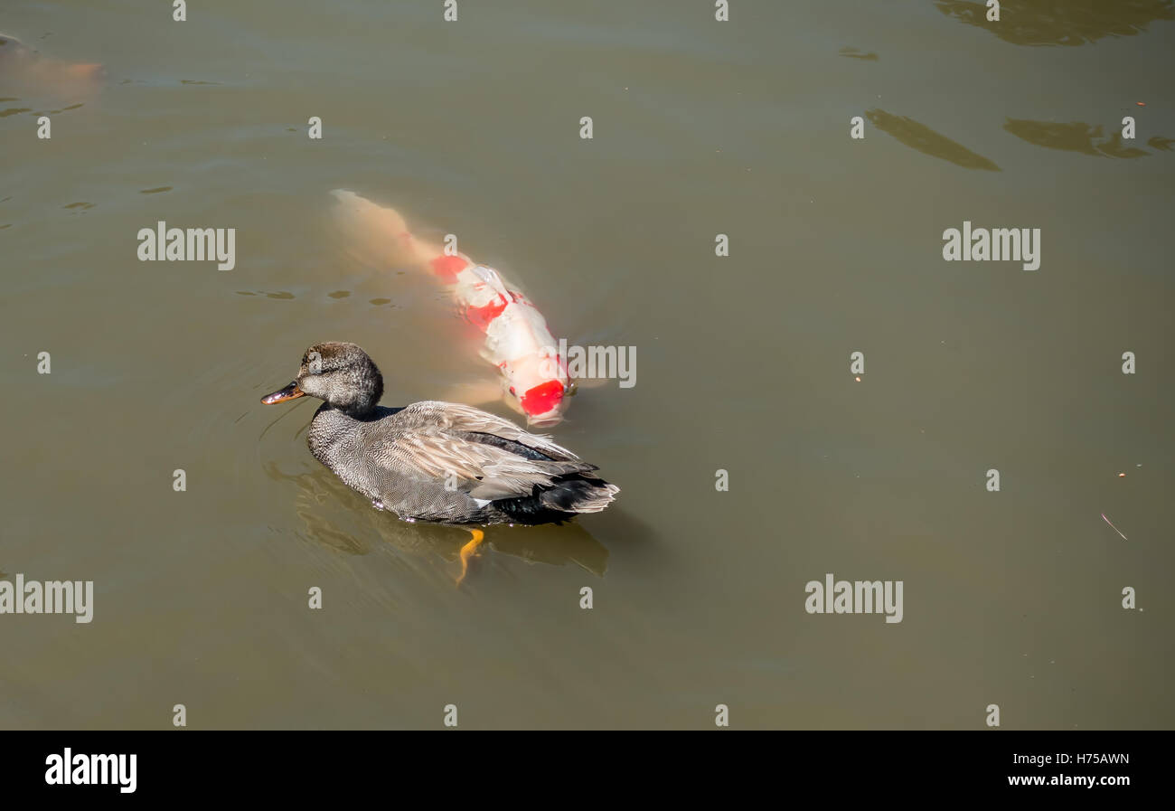 Ein Orangen-weißen Koi-Karpfen nähert sich eine junge Enten in einem Teich. Stockfoto