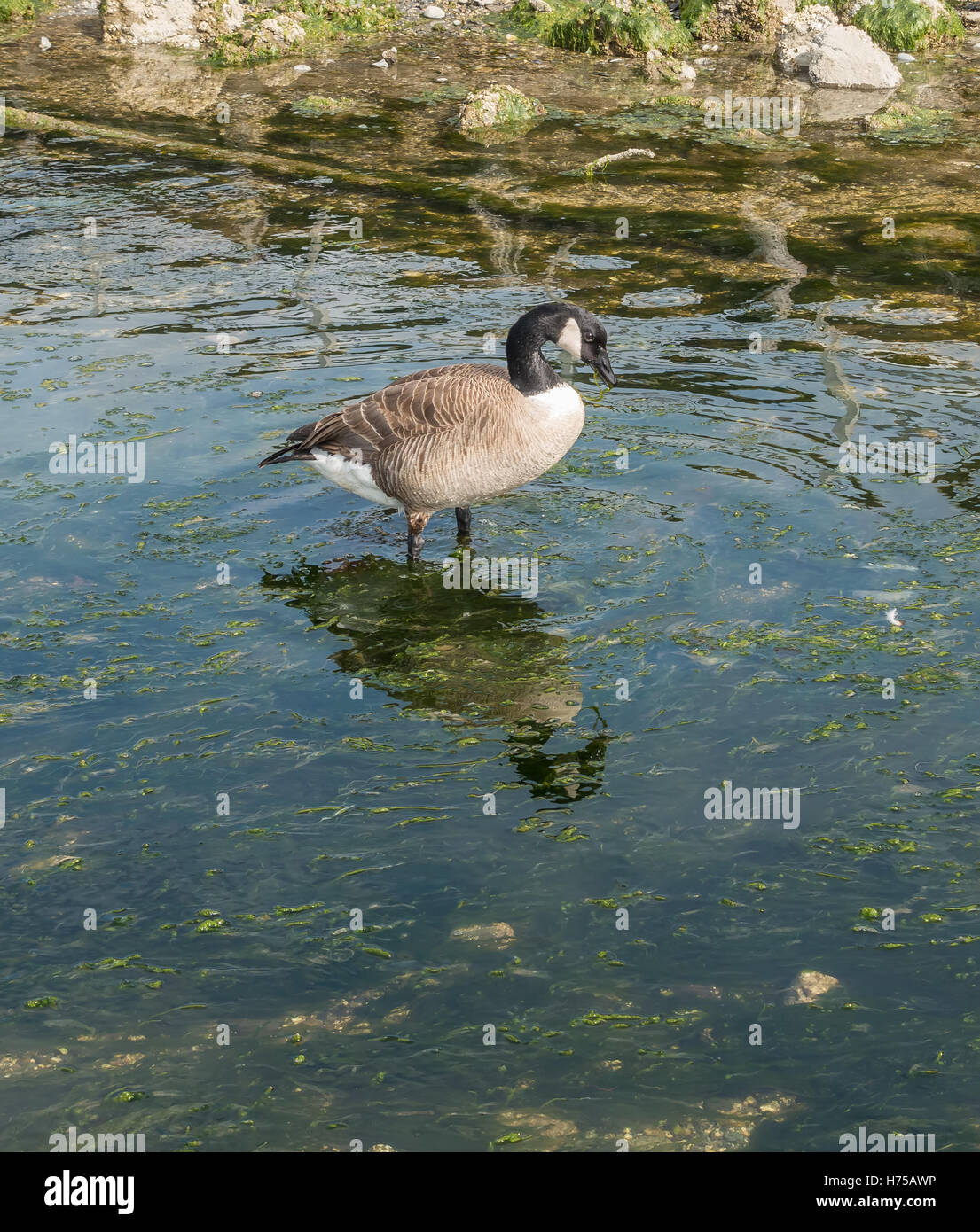 Eine Nahaufnahme Schuss einer Kanada-Gans in einem Stream. Schuss in Des Moines, Washington aufgenommen. Stockfoto