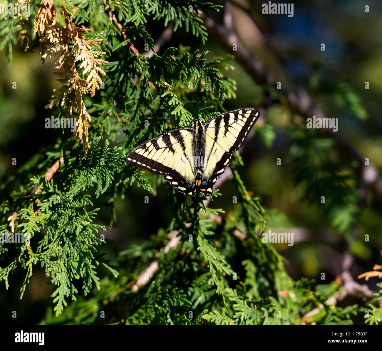 Der blaue Tiger ist ein Schmetterling in Indien, d. h. die Danaid Gruppe der Bürste leichtfüßig Schmetterling Familie gefunden. Stockfoto