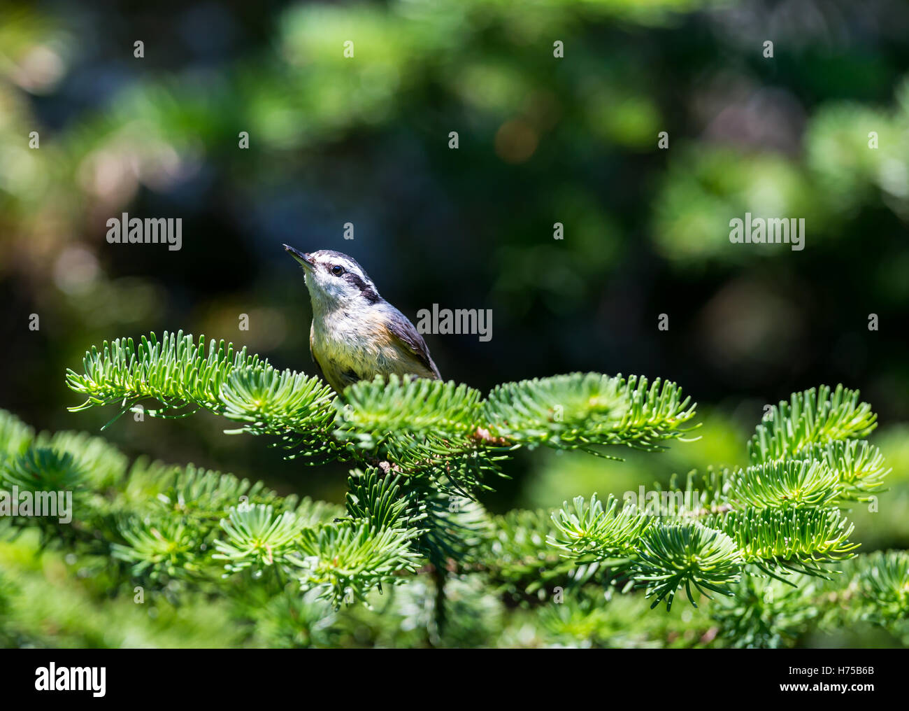 Red Brested Kleiber tief im borealen Wald in Nord Quebec Kanada. Diese Vögel suchen eifrig die Bäumen für Insekten und Larven. Stockfoto