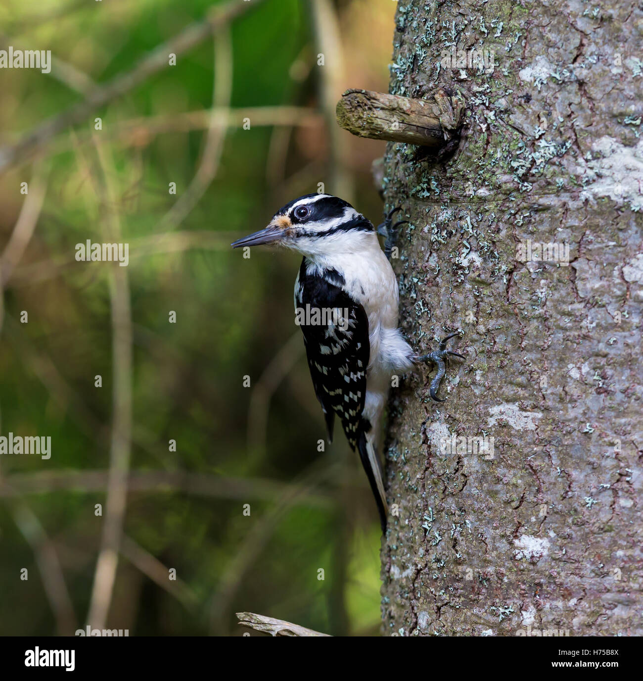 Downy und haarig Spechte sind in ganz Nordamerika verbreitet. Beide besuchen häufig Feeder Bereichen wo sie ernähren. Stockfoto