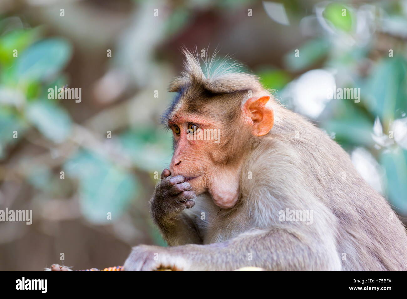 Die Motorhaube Makaken ist ein Makake endemisch in Süd-Indien. Ihre Verbreitung wird durch den Indischen Ozean auf drei Seiten begrenzt. Stockfoto