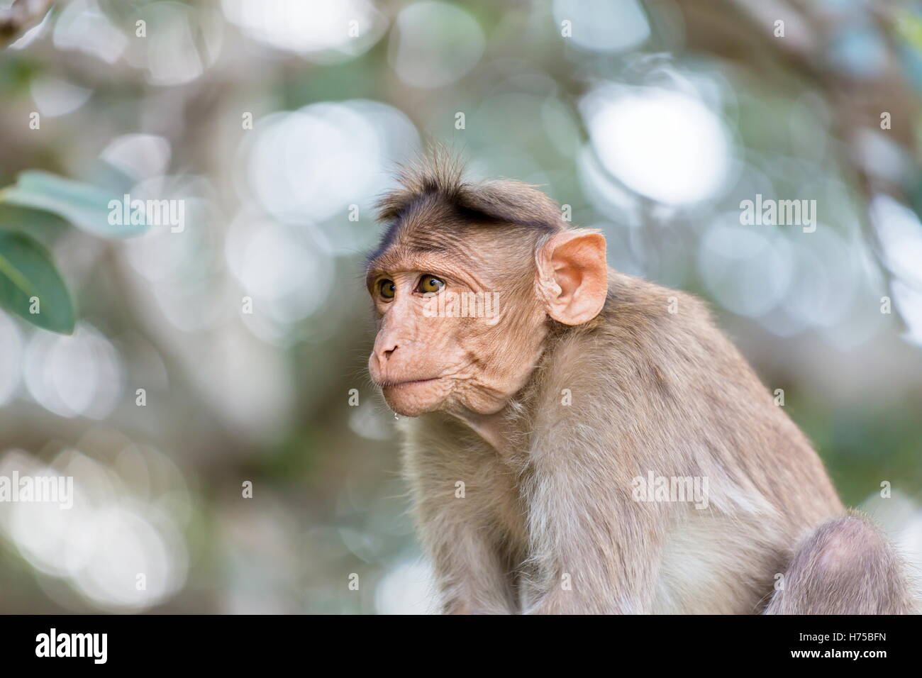 Die Motorhaube Makaken ist ein Makake endemisch in Süd-Indien. Ihre Verbreitung wird durch den Indischen Ozean auf drei Seiten begrenzt. Stockfoto