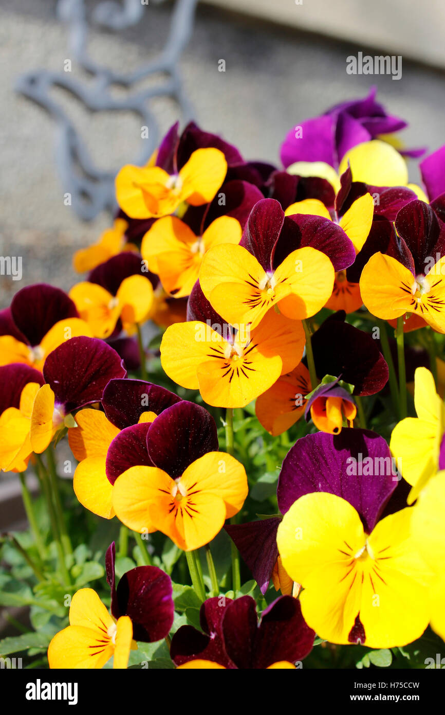 Schöne lila und gelben Stiefmütterchen Blüten in Kyoto, japan Stockfoto