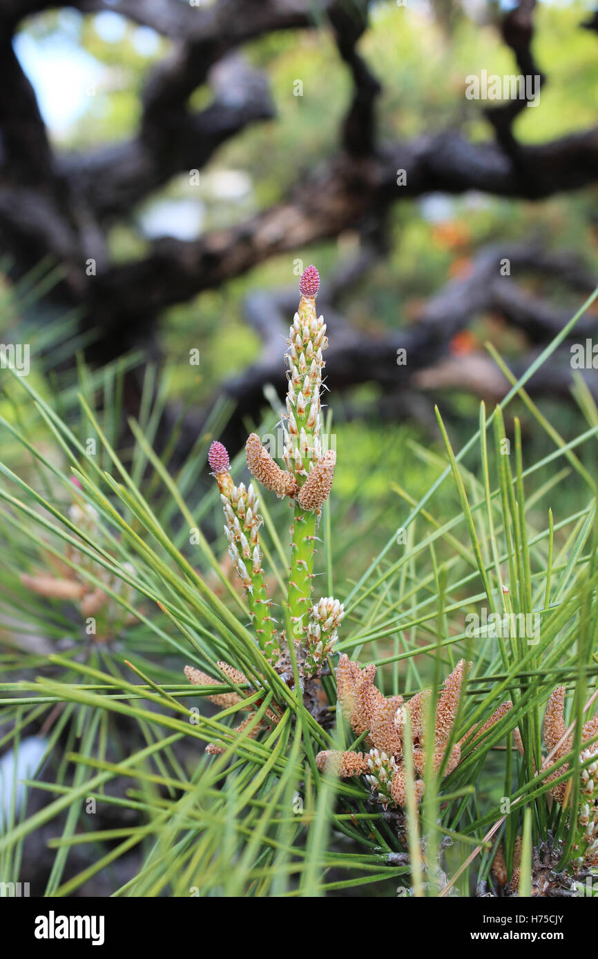 Close-up Blumen von Pinus Thunbergii, japanische Schwarzkiefer Baum in Kyoto, Japan Stockfoto