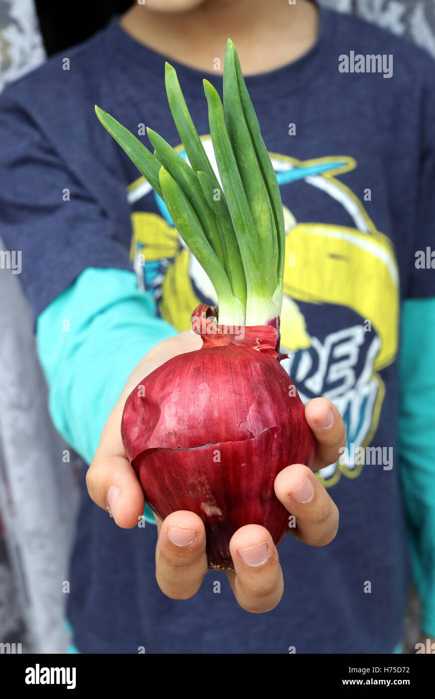 Kind hält Gemüsezwiebeln mit neue Triebe sprießen Stockfoto