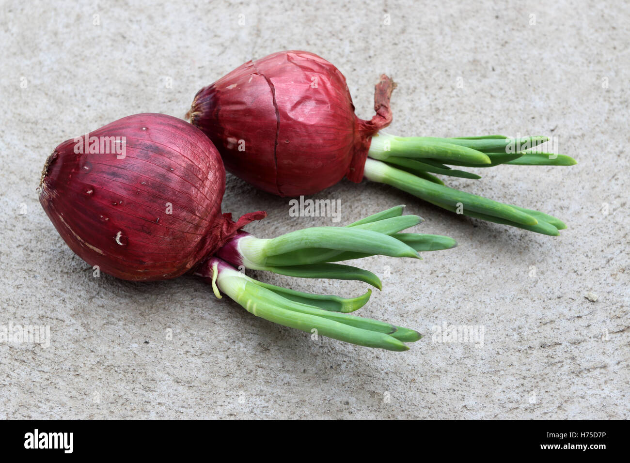 Gemüsezwiebeln mit neue Triebe sprießen Stockfoto