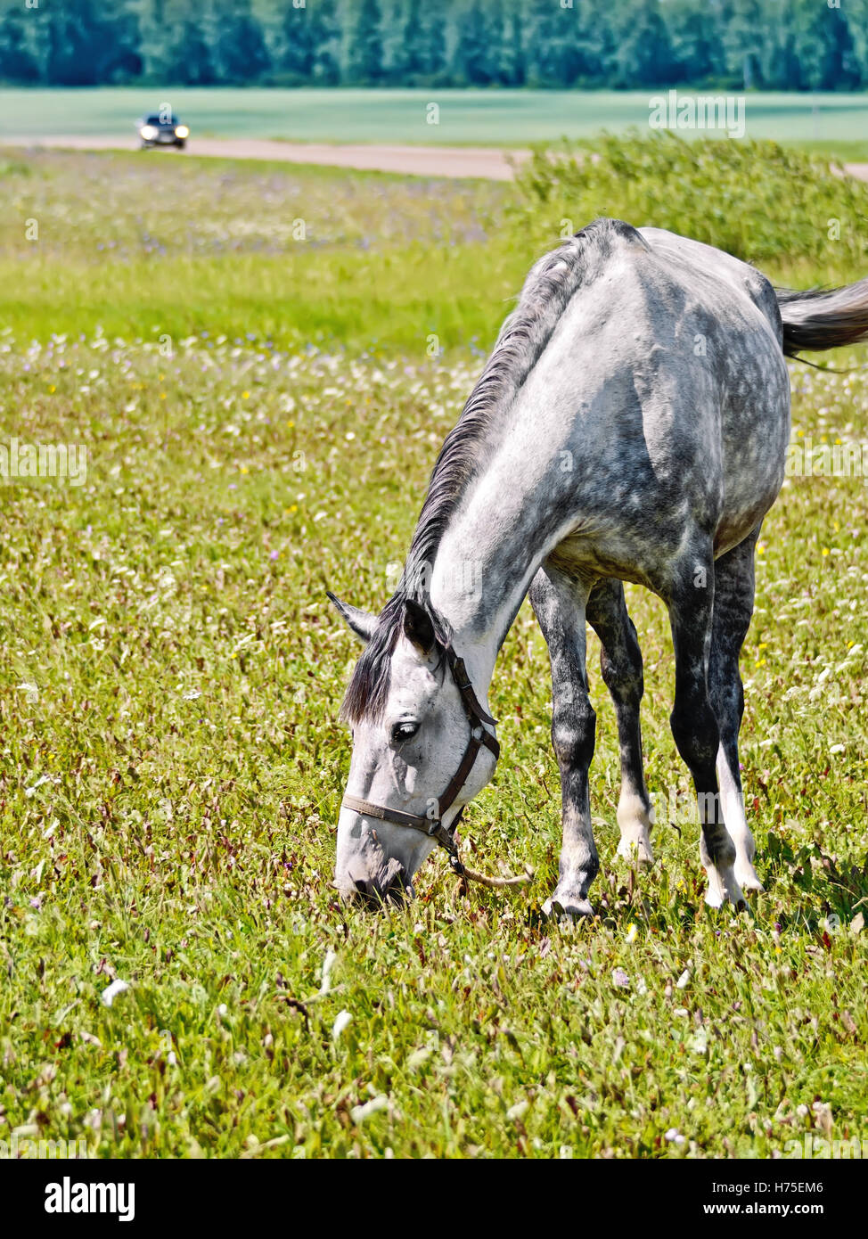 nützliche Tiere Stockfoto