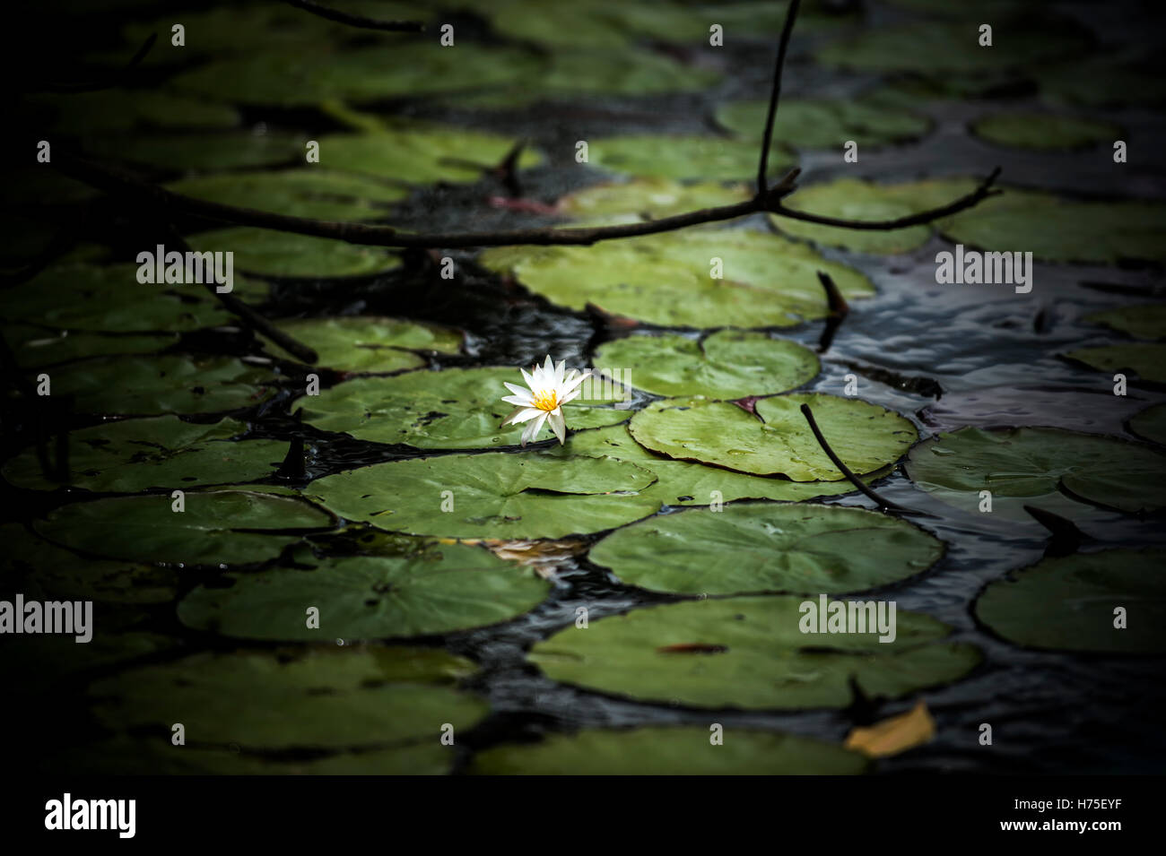 Lilly pad Stockfoto