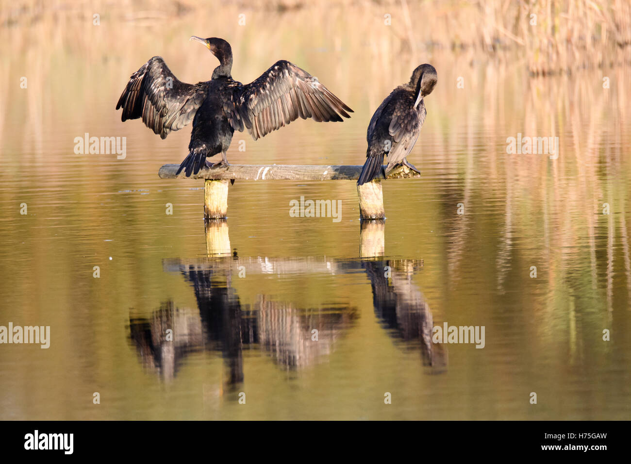 Kormoran (Phalacrocorax Carbo) halten Flügel um zu trocknen. Große Vögel in der Familie Phalacrocoracidae ruht in Sonne Stockfoto