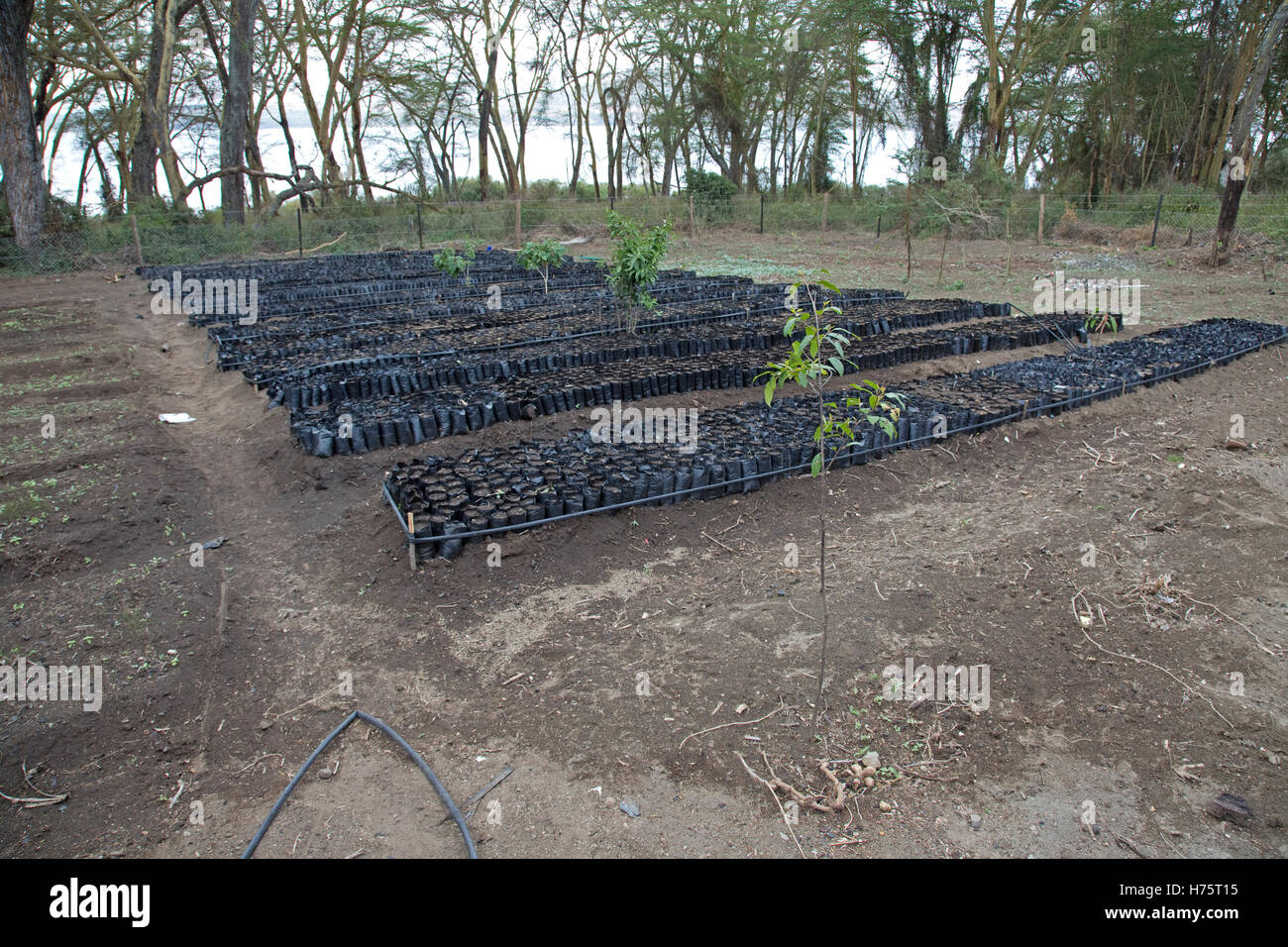 Neu errichtete Baumschule mit jungen Baumsetzlinge geförderten WWF uns CES Elsamere Lake Naivasha, Kenia Stockfoto