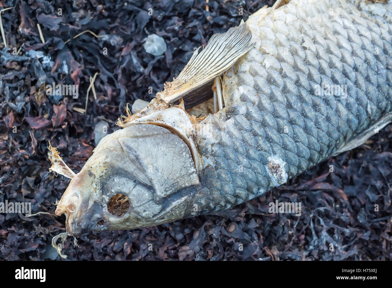 Tote Fische am Ufer eines Flusses mit einem verblichenen Retro-filter Stockfoto