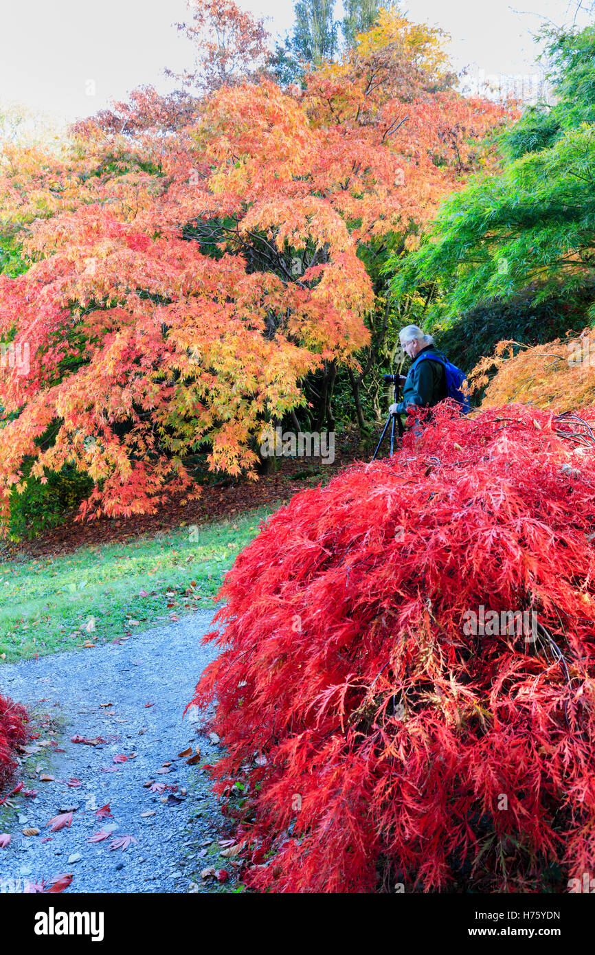 Ein Fotograf komponiert einen Schuss unter die Herbst-Farbe der Acer Lichtung im Garden House, Devon Stockfoto