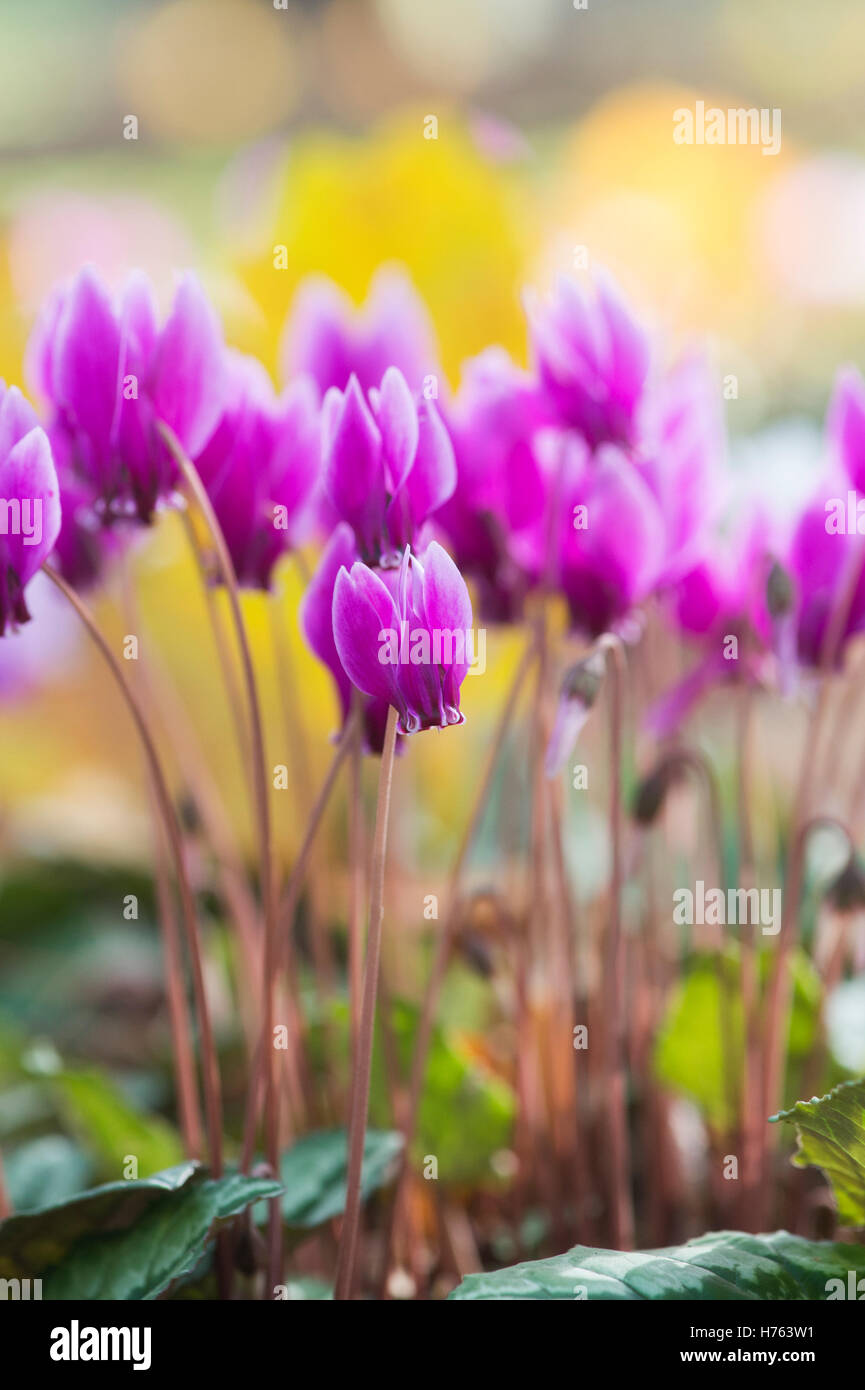 Cyclamen Hederifolium blüht im Herbst. Efeu-leaved Alpenveilchen Stockfoto