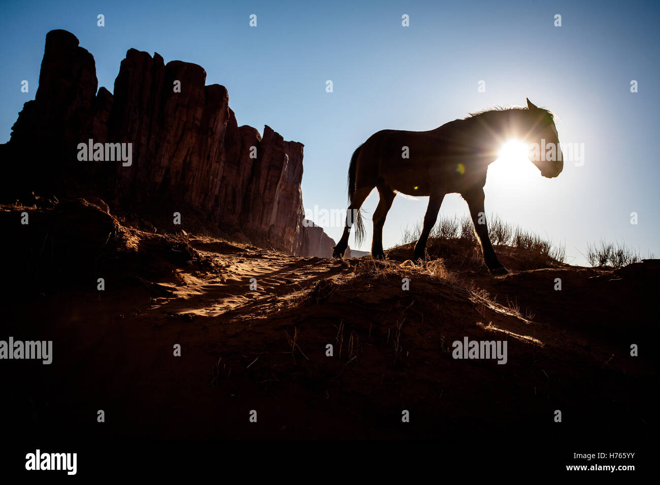 Silhouette der Pferd in der Wüste Stockfoto