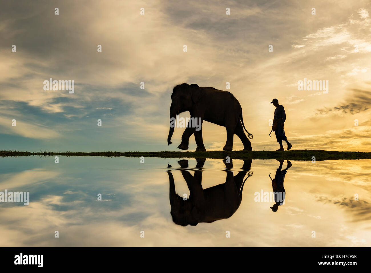 Silhouette eines Mahout-Mannes zu Fuß mit seinen Elefanten, Thailand Stockfoto