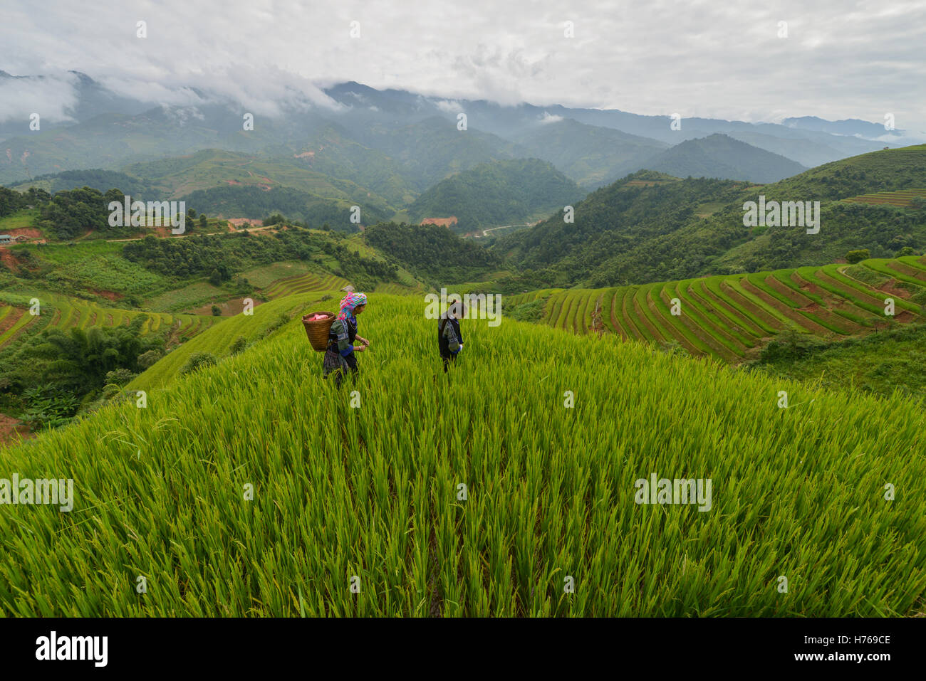 Zwei Frauen gehen durch terrassierte Reisfelder, Vietnam Stockfoto