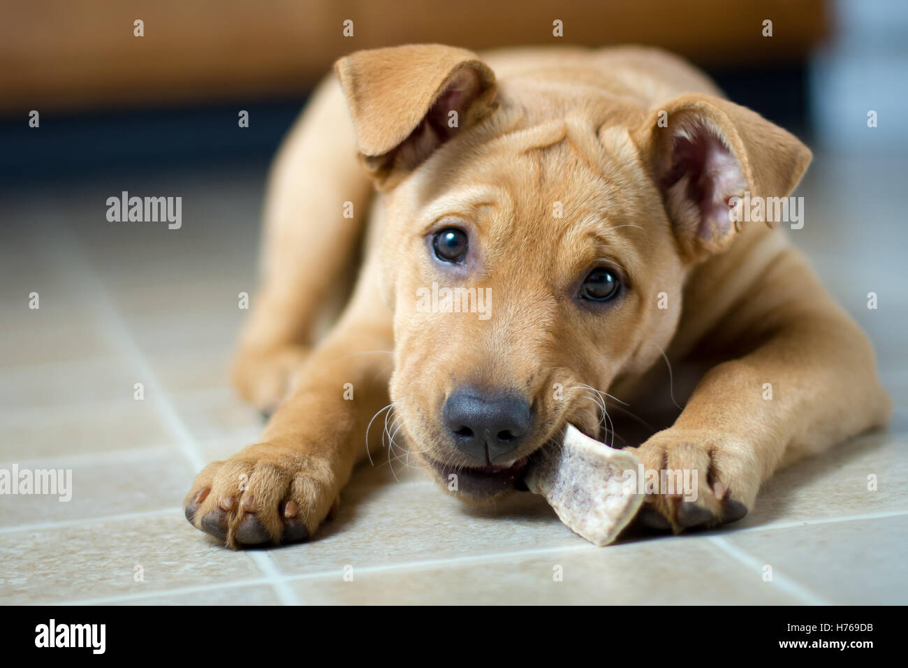 Labrabull Welpe Hund kauen auf Knochen Stockfoto