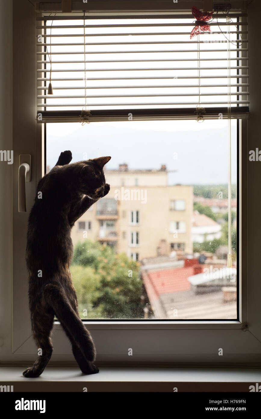 Katze stehend, durch das eine Fenster spielen Stockfoto