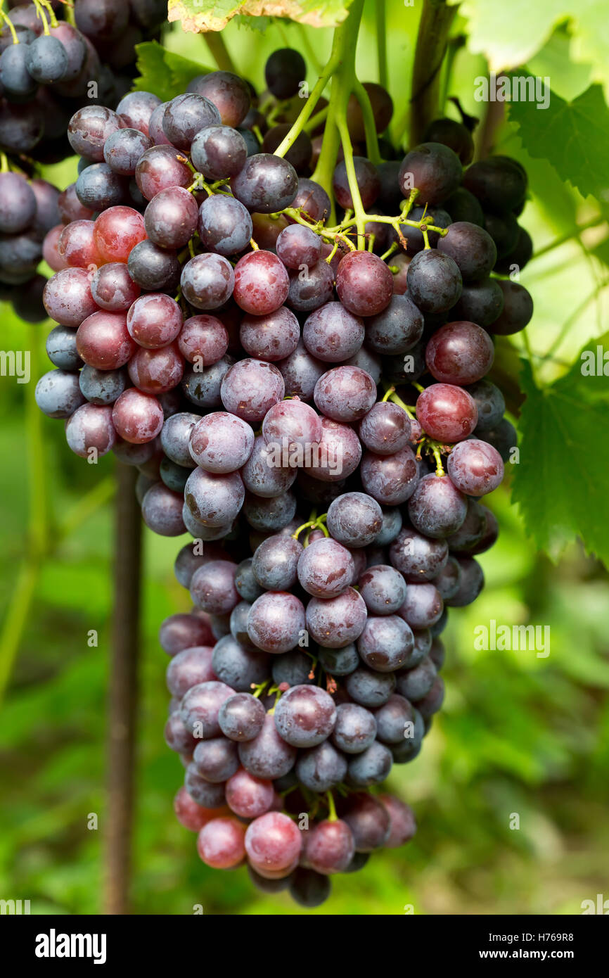 lila Trauben am Weinstock im Garten. Stockfoto