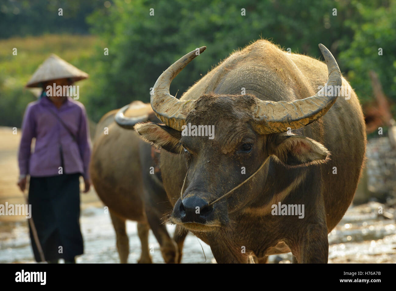 Buffalo und Landwirt in Vietnam Stockfoto