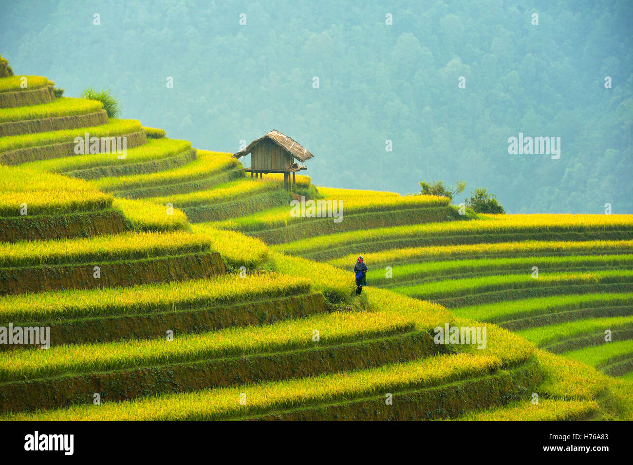 Frau im terrassierten Reisfelder, Mu Cang Chai, YenBai, Vietnam Stockfoto