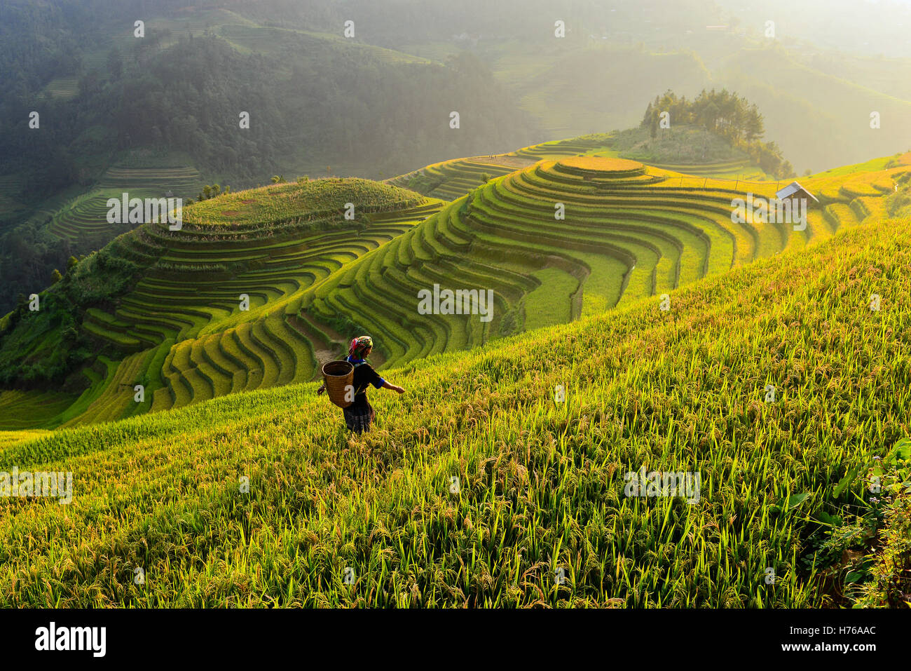 Frau arbeitet im terrassenförmig angelegten Reis Feld, Mu Cang Chai, vietnam Stockfoto