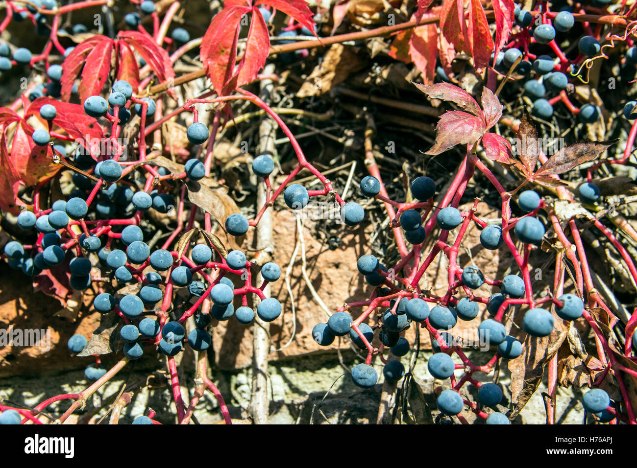 Zemun, Serbien - gemeinsame Efeu (Hedera Helix) mit Reifen im Herbst Beeren wachsen auf der Seite der Mauer Stockfoto