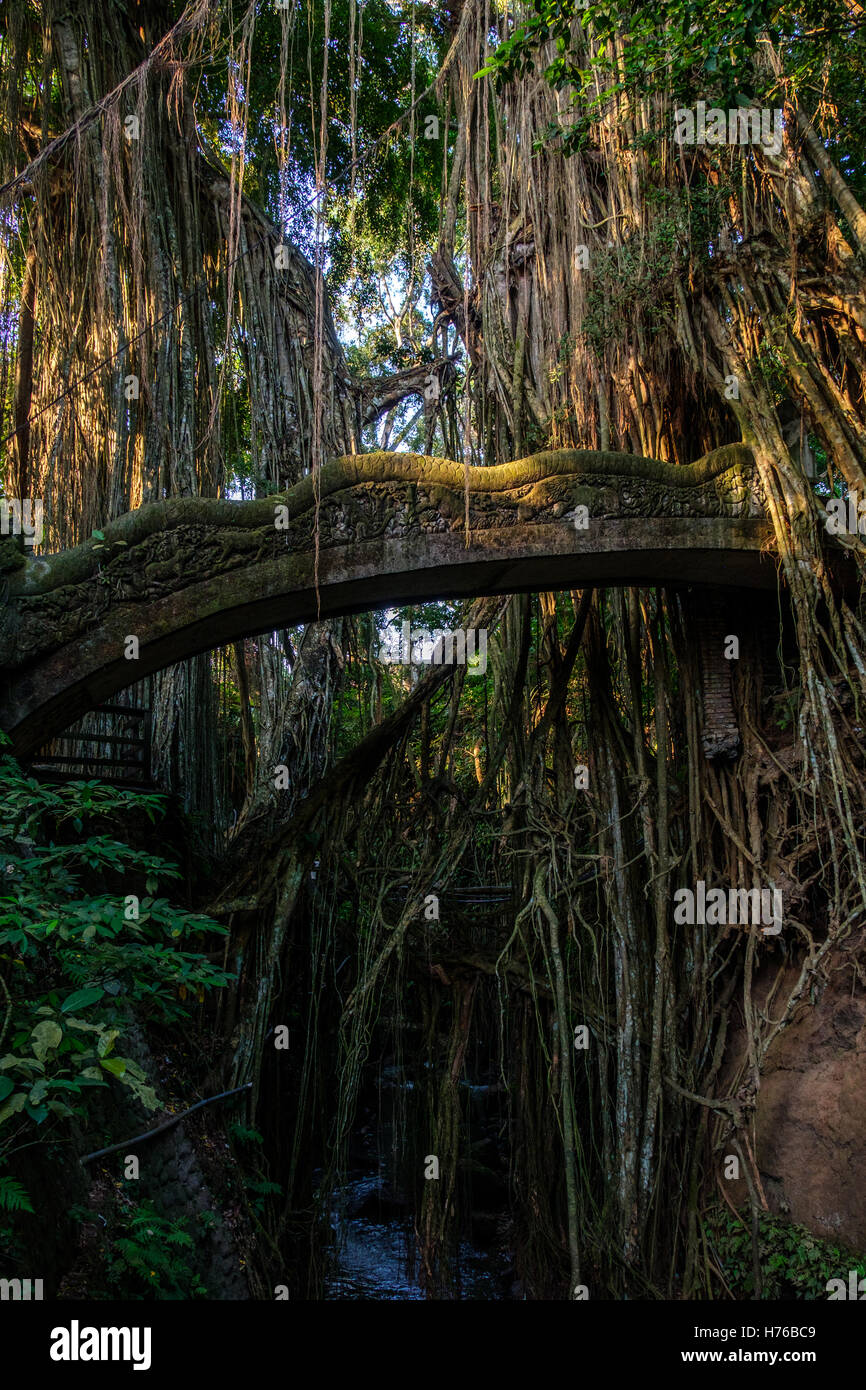 Affenwald von Ubud, Bali, Indonesien Stockfoto