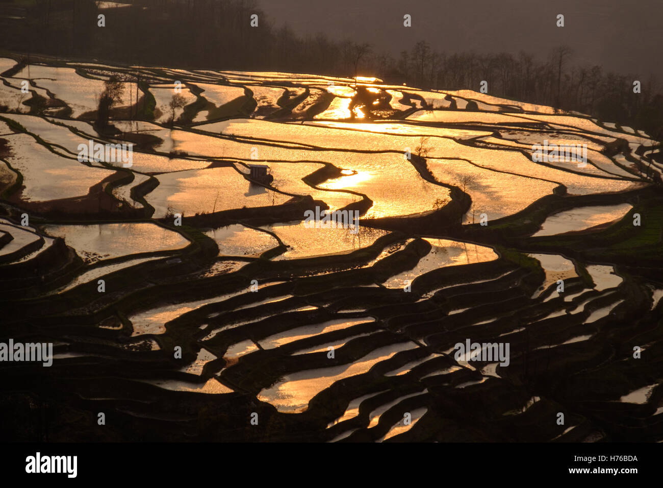 Reisterrassen bei Sonnenuntergang, Honghe Hani, Yunnan Sheng, China Stockfoto