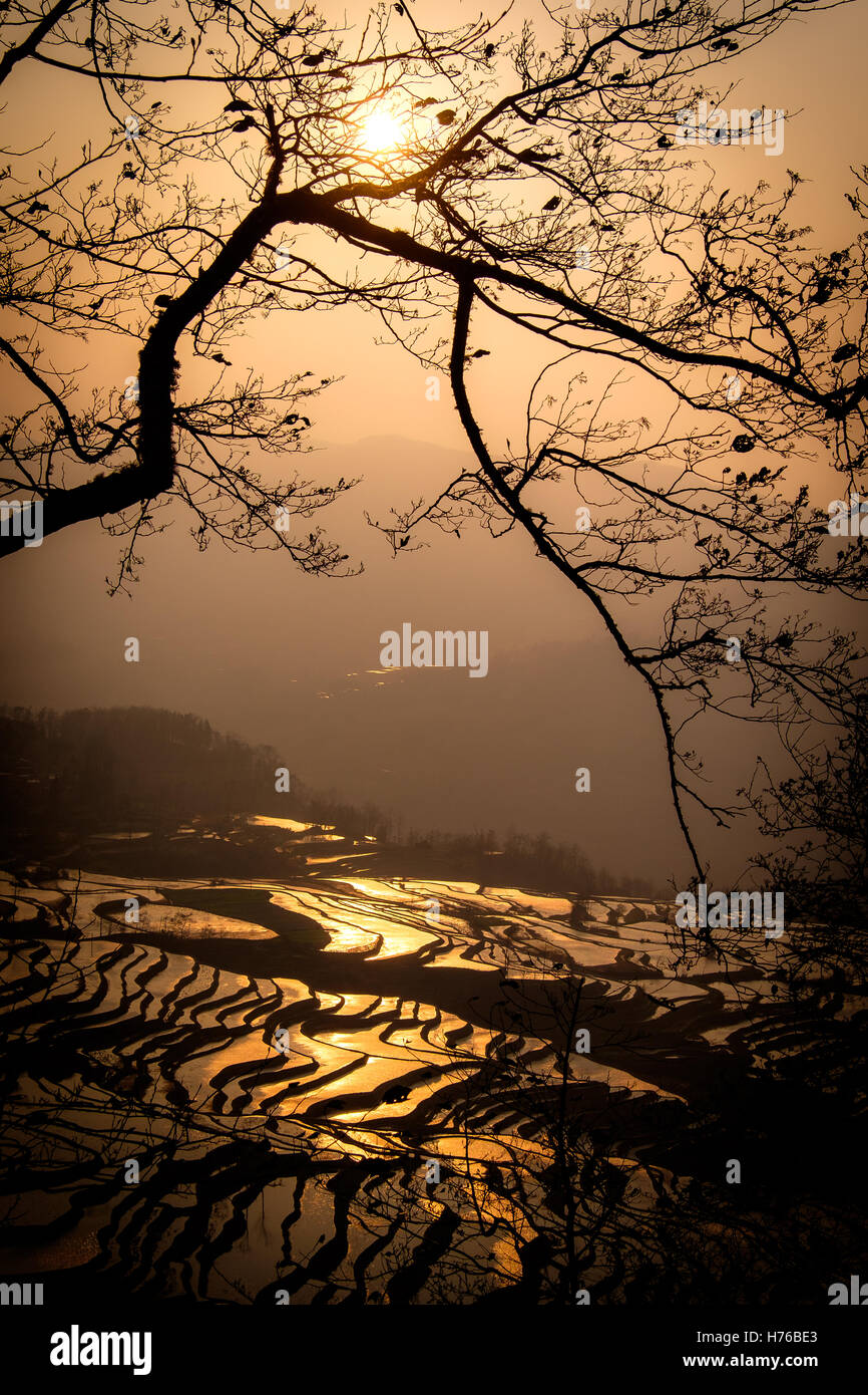 Reisterrassen bei Sonnenuntergang, Honghe Hani, Yunnan Sheng, China Stockfoto