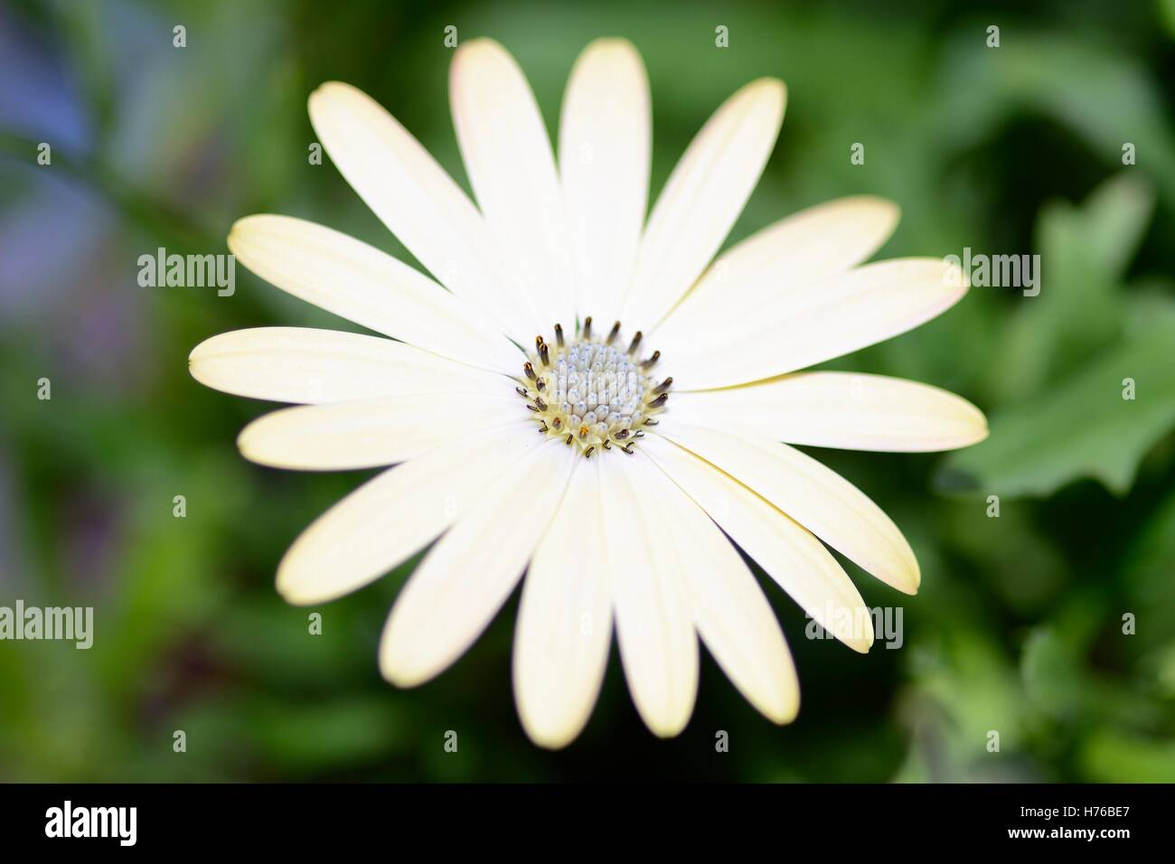 Gelbes Gänseblümchen Stockfoto