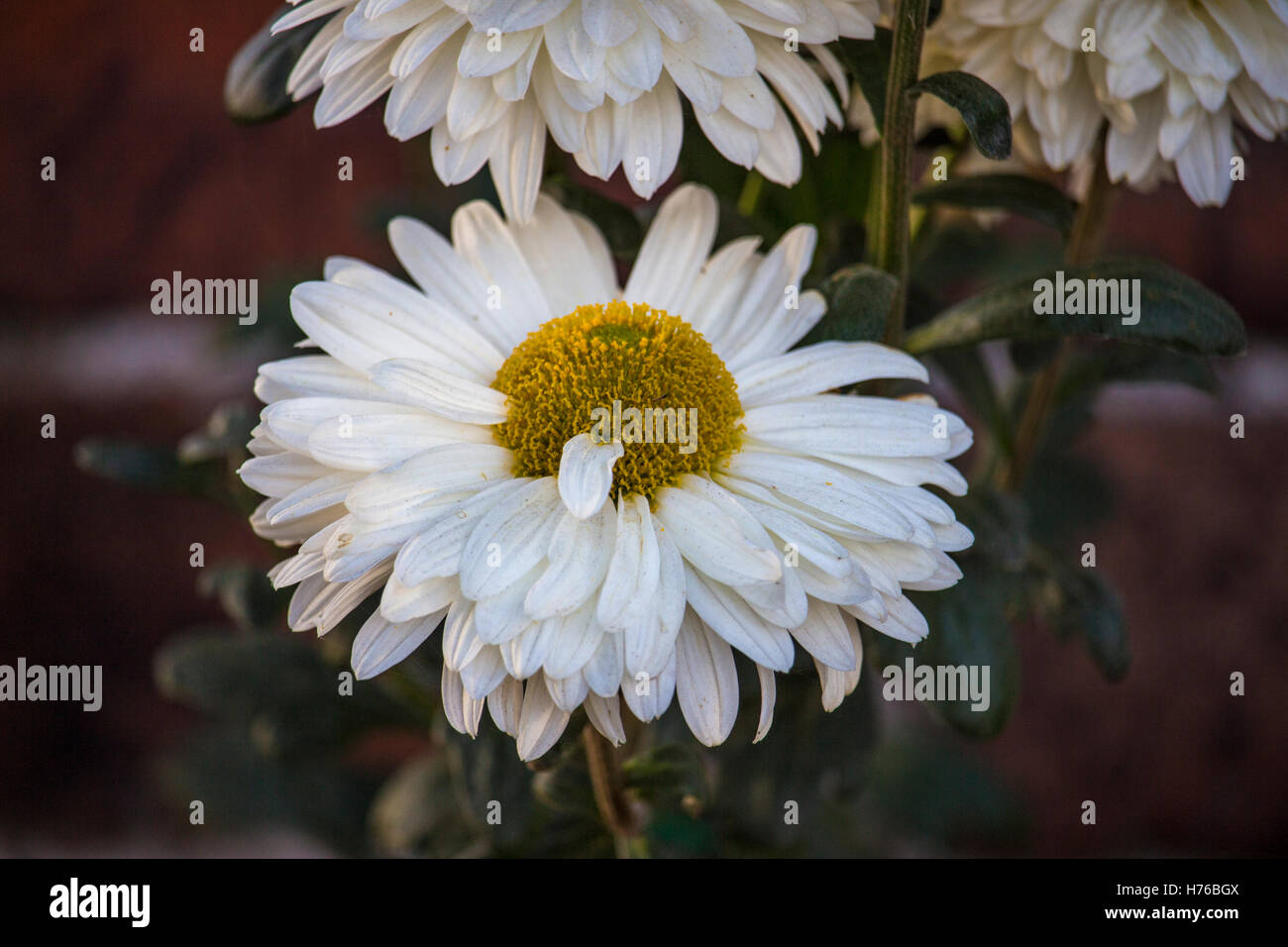 Riesige Daisy Blume Stockfoto