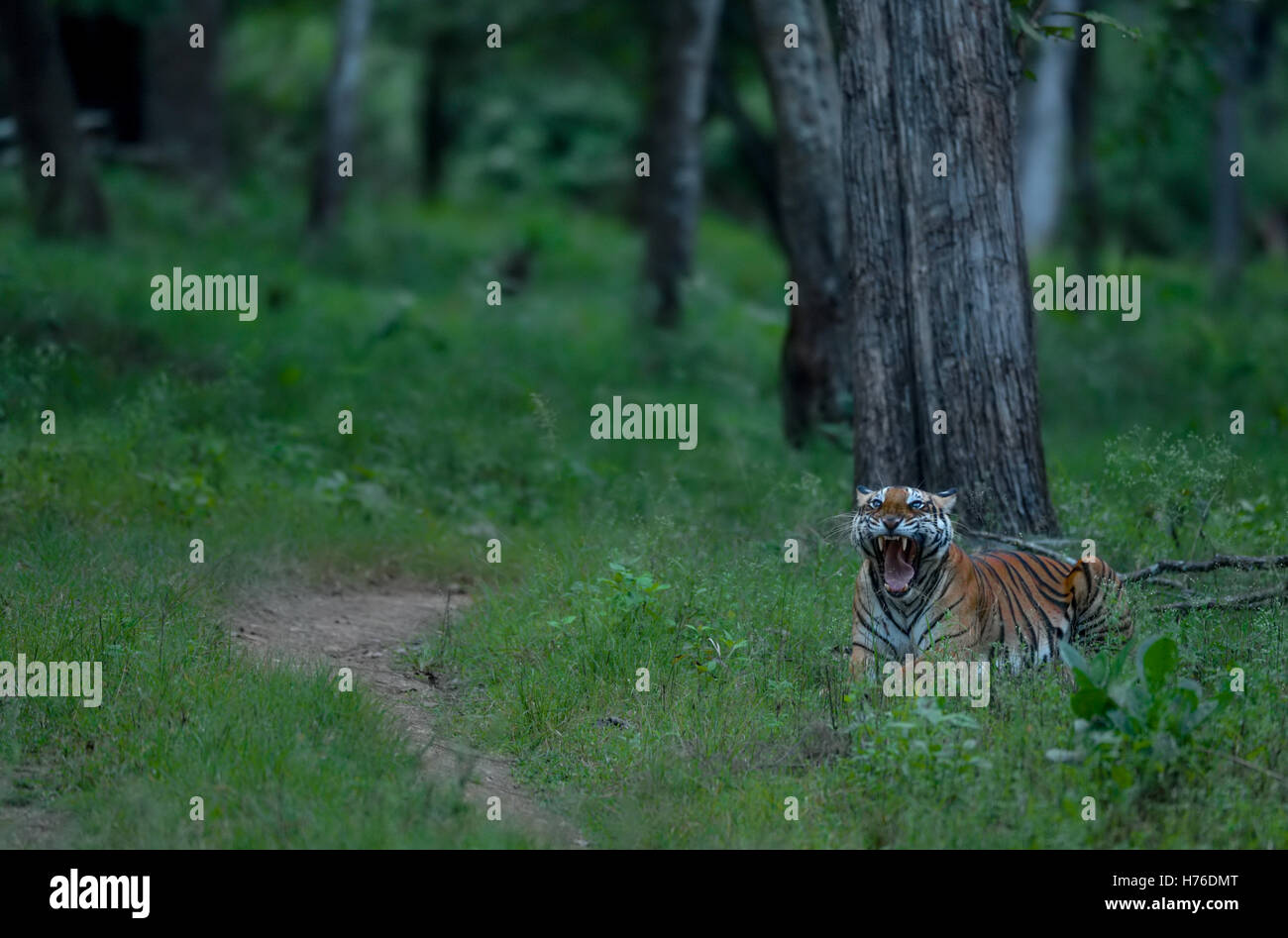 Tiger am Kabini Gähnen Stockfoto