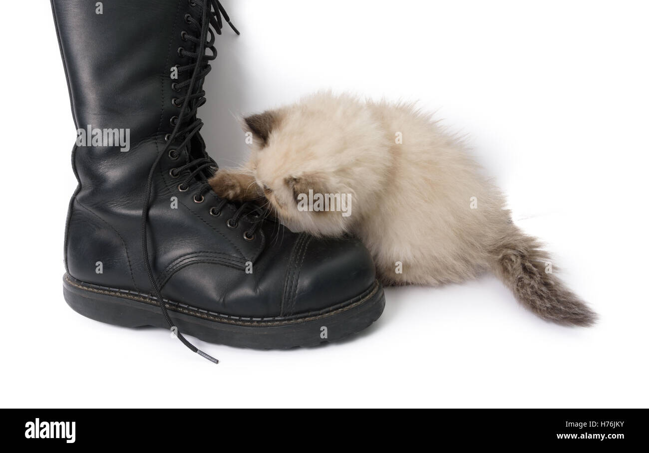 Katze spielt mit einem Boot und seine Schnürsenkel - ein zwei Monate altes Blue Point Himalaya Perser Kätzchen im Spiel Stockfoto