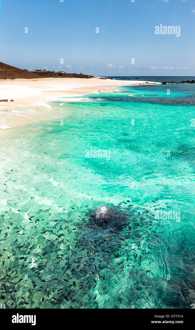 Melichthys Niger oder schwarz Trigger Fische füttern am Strand in Georgetown Ascension Island Stockfoto