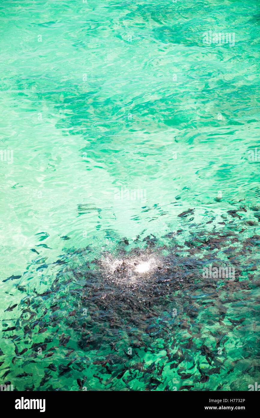 Melichthys Niger oder schwarz Trigger Fische füttern am Strand in Georgetown Ascension Island Stockfoto