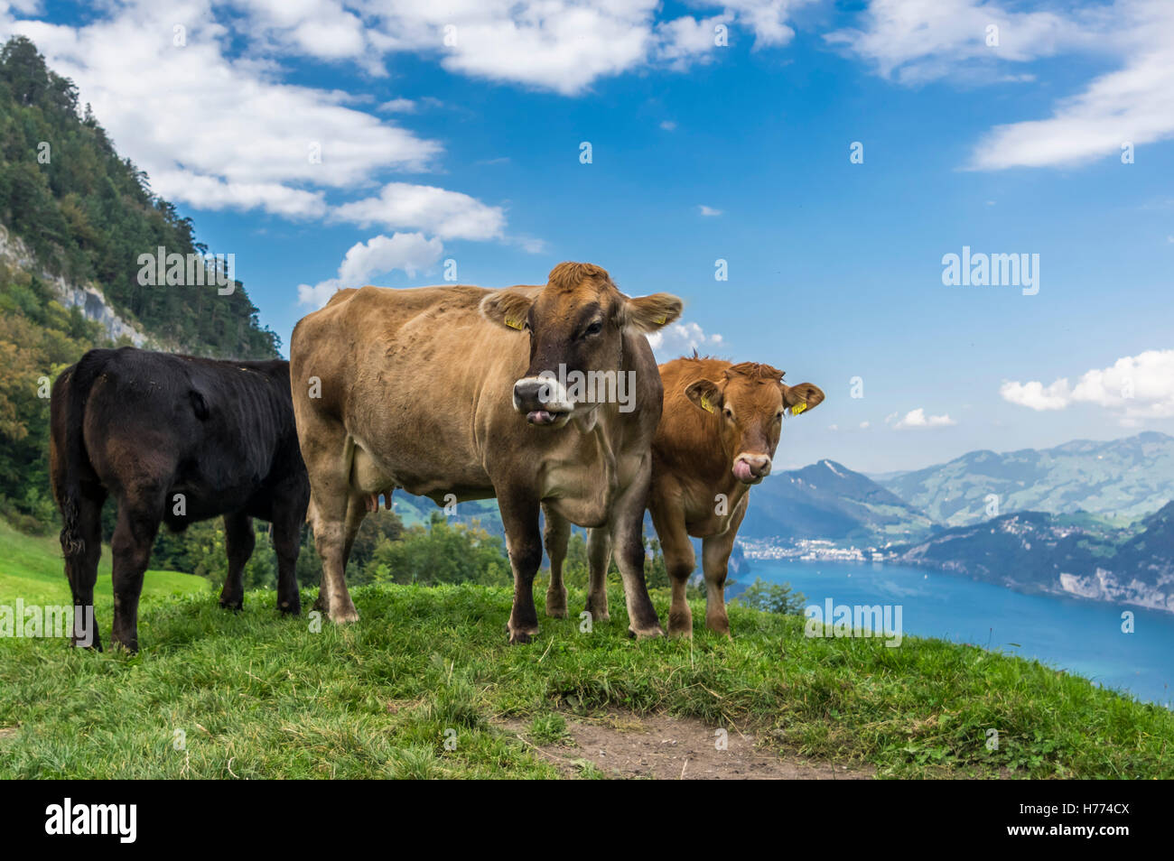 Rinder (Bos Taurus) im Sommer auf einer Wiese in den Schweizer Alpen. See- und Bergkulisse. Stockfoto