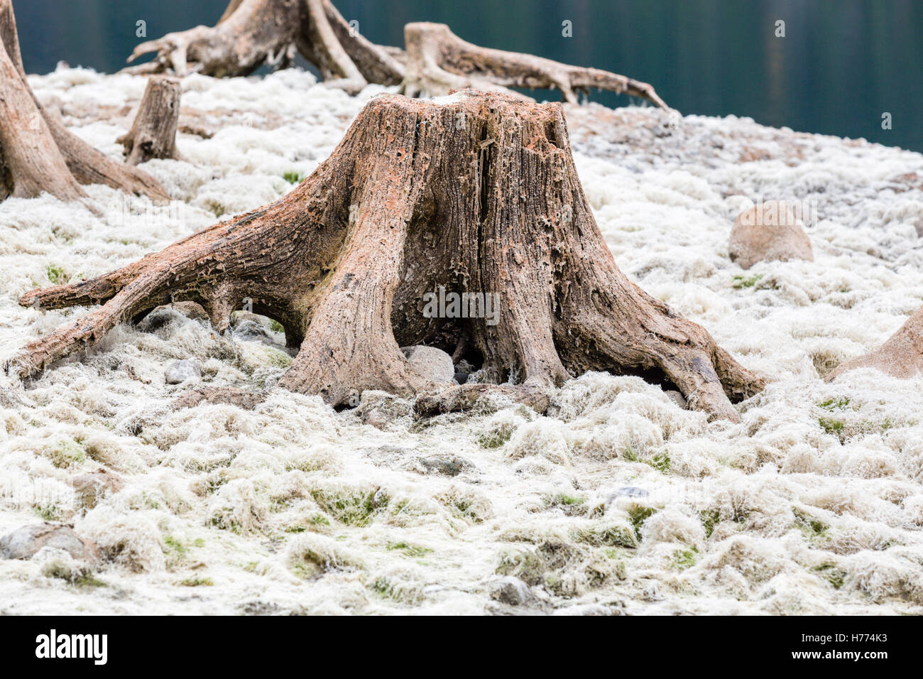 Totholz, ausgetrocknete See, Gosau See, Gosau, Dachstein Region, Oberösterreich, Österreich Stockfoto