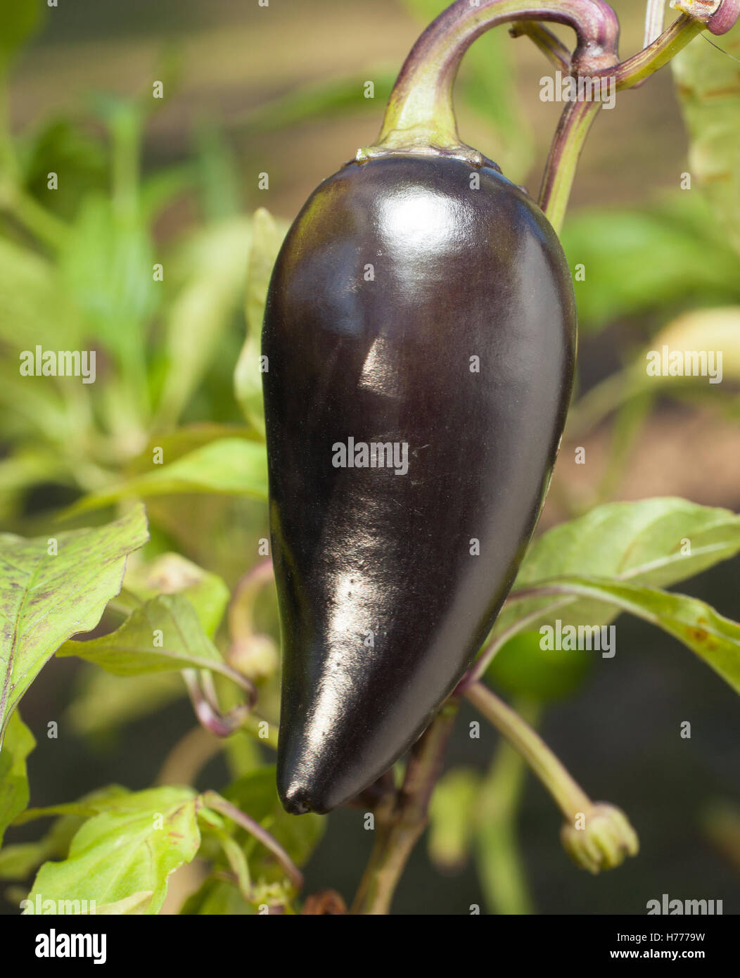 Dunkellila Jalapeno, die am Rebstock Reifen Stockfoto