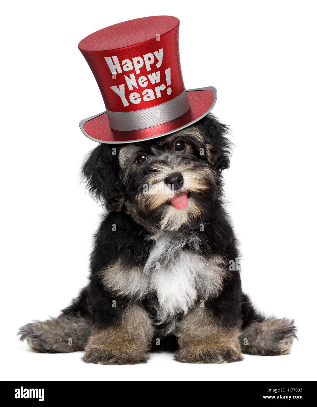 Ein glücklich lächelnde Havaneser Welpen Hund trägt einen roten Happy New Year Top Hut Stockfoto
