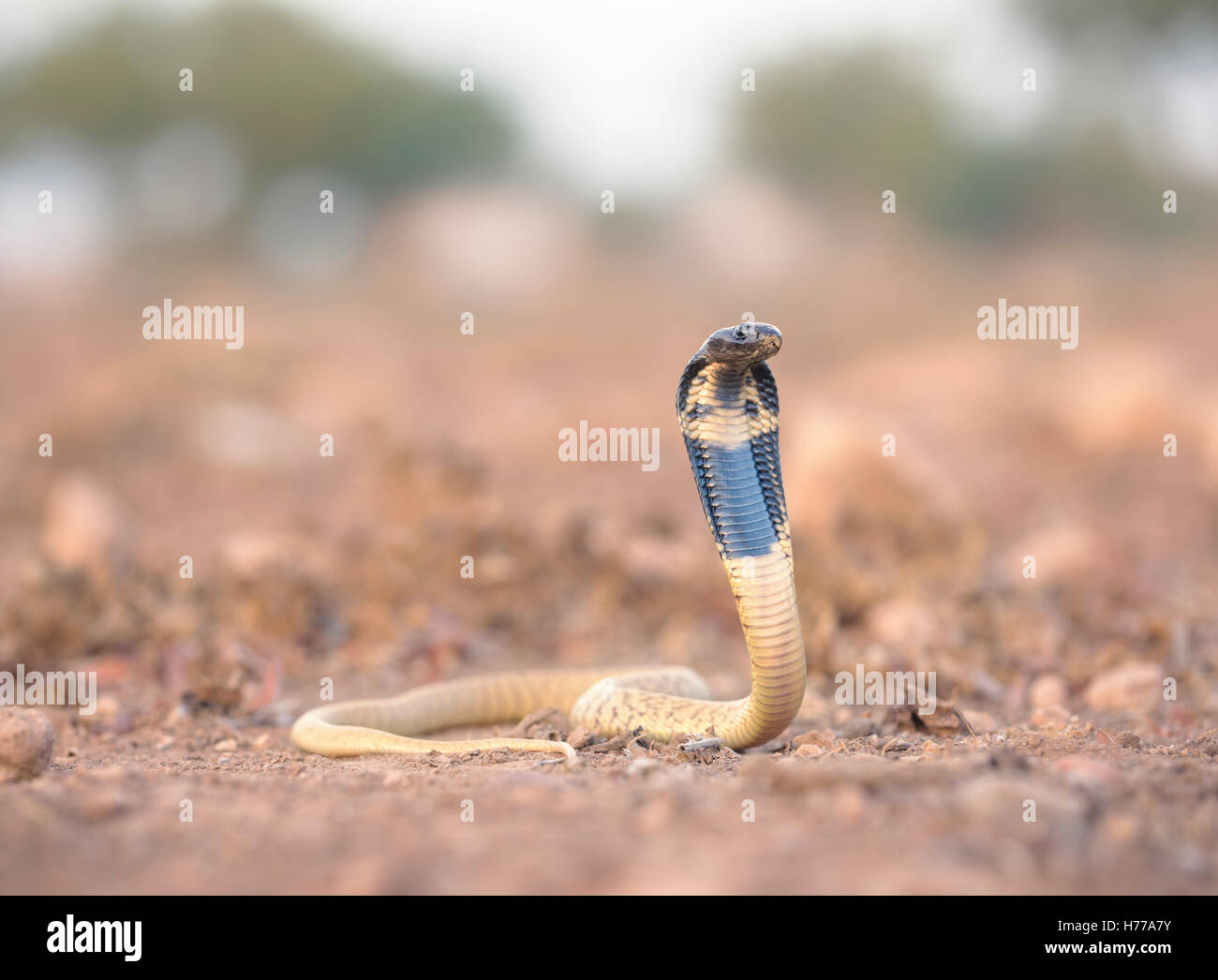 Black Cobra Snake, (Naja Haje), Sidi Ifni, Marokko Stockfoto