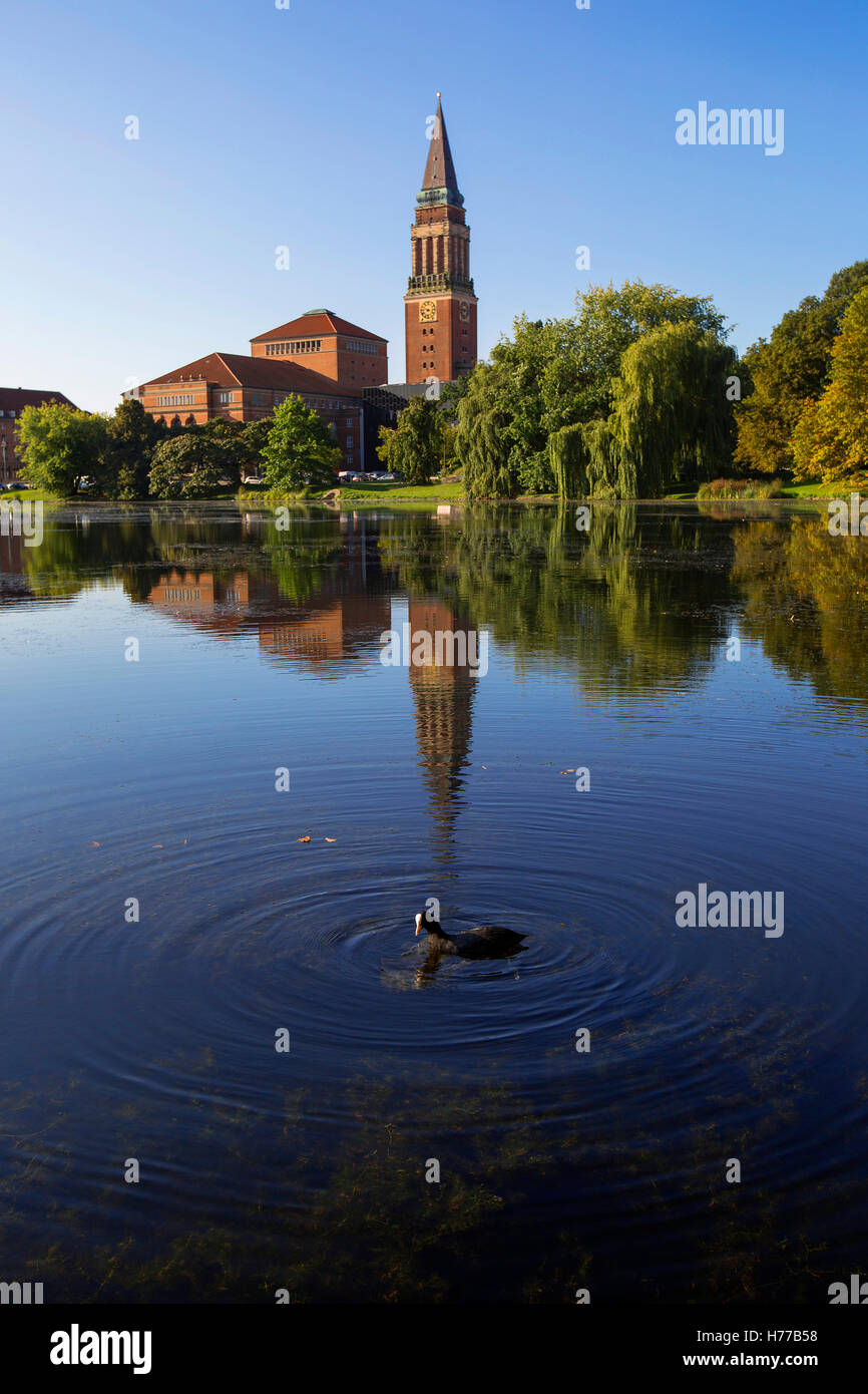 Ente, Schwimmen im See vor Oper und Rathaus an Klein Kiel, Schleswig-Holstein, Deutschland Stockfoto