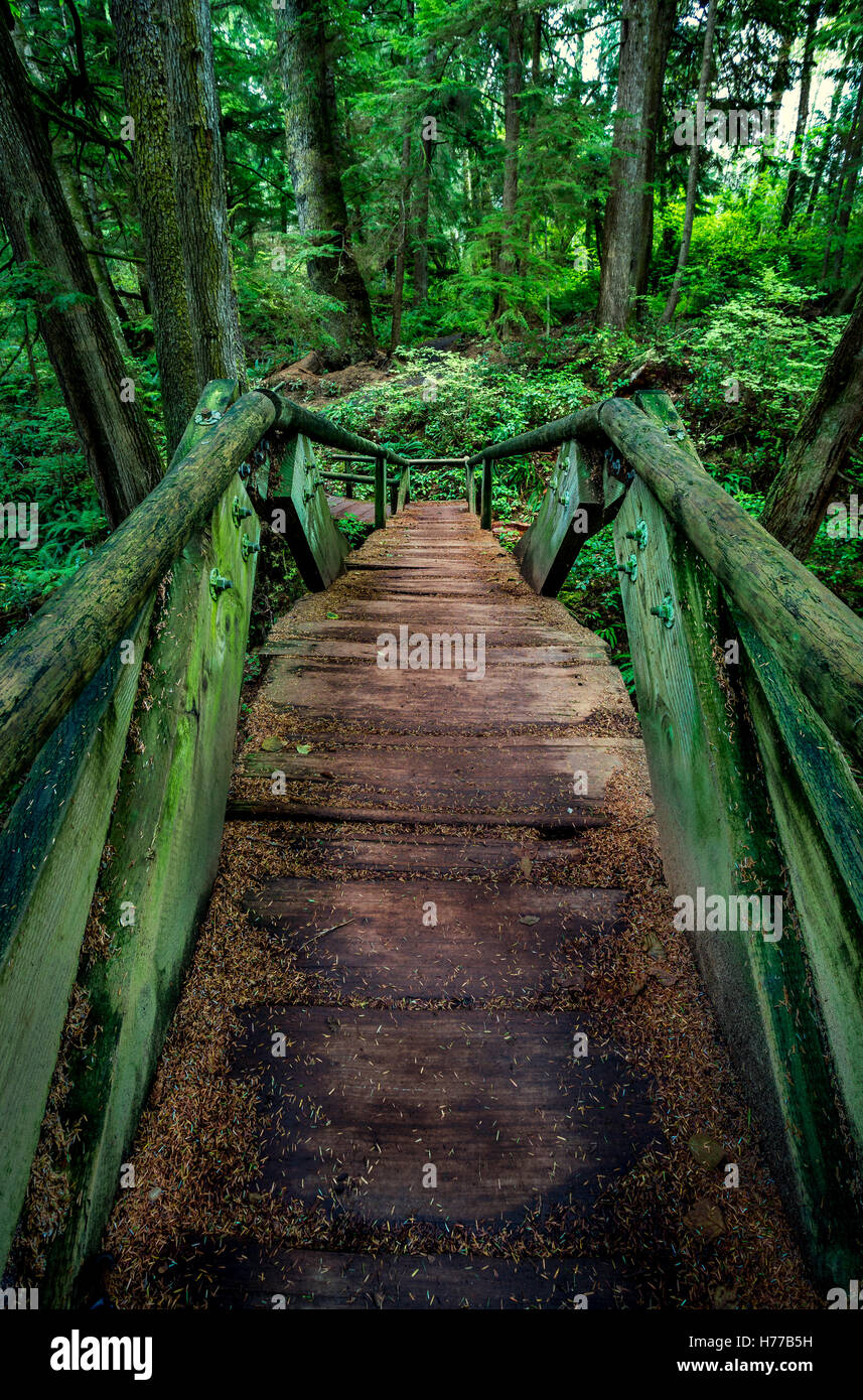 Brücke und Fußweg durch Wald Stockfoto